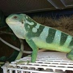 Amanda Strachan Young