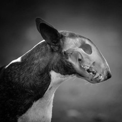 Baxter Bullterrier