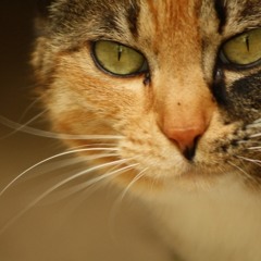 HOSSY