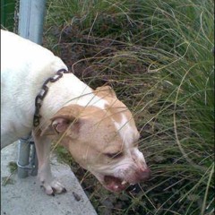 LOKY