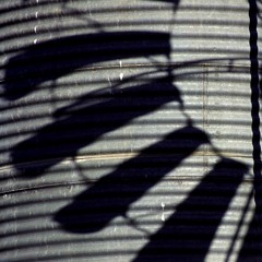 The rhythm of a dead frog