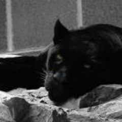 Nancke Van den Wyngaert