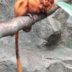 Richard Chipperfield