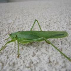 Sternchen on the house