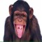 BoboTheMonkey