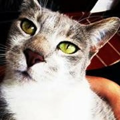 Raoul Alameda Artista