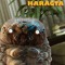 HARAGTA
