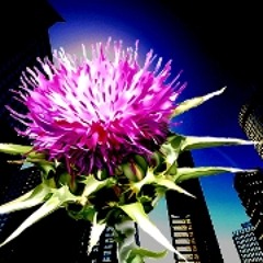 urbanthistle