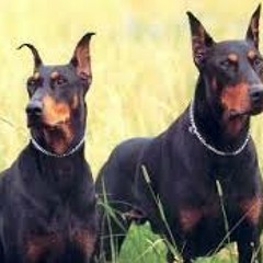 UNIÃO DA CACHORRADA ♪ ↯