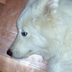 Antonio Meriño Hernández