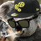 Krazy Koala