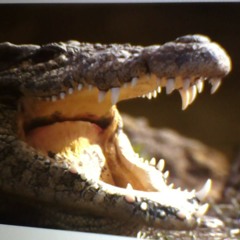 Crocodilelover#1