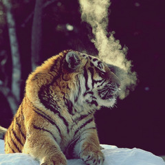 tiger illy