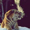 tiger illy