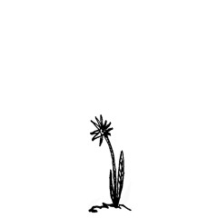 betonblume