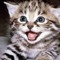 Kakkoii Cat