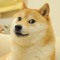 Shibe Doge