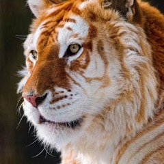 lionnel010674