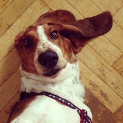 Basset Sound