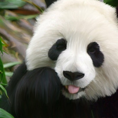 SaylensThePanda