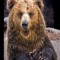 Dj Crash Bear