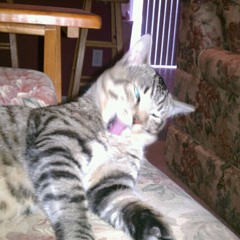 MW3 Gun Sync #9 - Gun & Bass test # 2