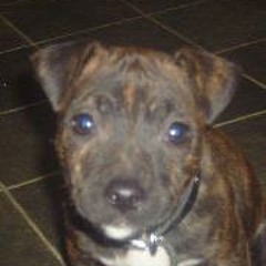 Stephen Dum Dums Hackett