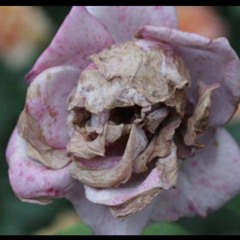 Incomplete Random acts