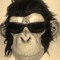 Attractive Monkey