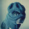 MAD||DOG