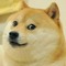 dogedoge