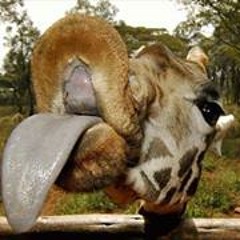 Louise Macfarlane-Adams