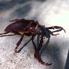 the Hotpoint Hoodlum