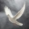 bird little heart