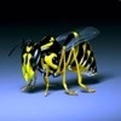 Christiaan Stanneveld