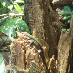 Jose Maria Yañez Soler