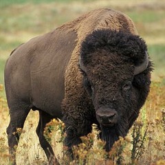 Hootie & The Pockets