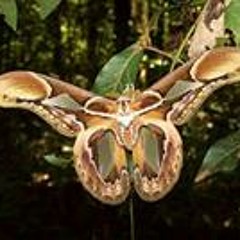 Claudia Marques Maximino