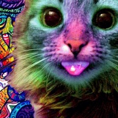 monster yolo cat  SR