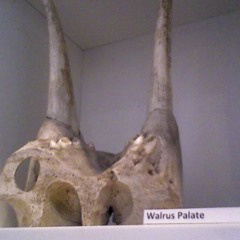 Walrus Fossil