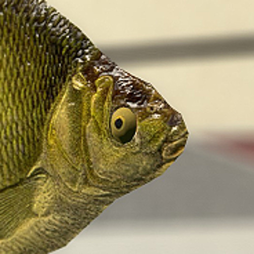 Island Song (MIDI Redux)