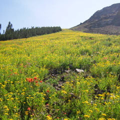 Sarah and the Scallywags