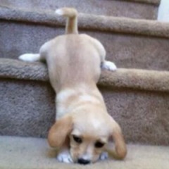 Janjiku Tu Ho - Nirwana Trio