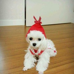 Elmer Joseph Loteria