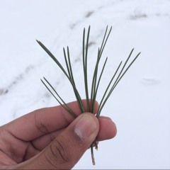 Quinn DeLane Henderson