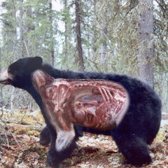 bear*heart
