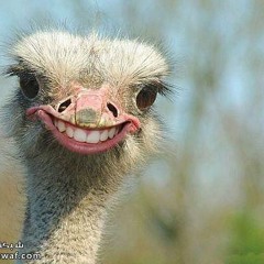 Robollama