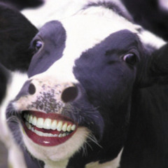 Happy Cow :D