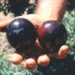 dicky_plums