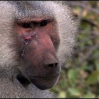 Music Ruins Porn by Badly Scarred Baboon